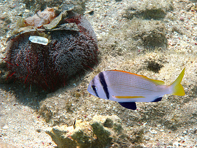 海胆浮潜假期海洋潜水异国珊瑚情调游泳热带图片