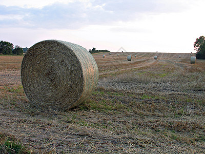 战地的黑沙堆圆形稻草收成树木草地土地圆圈季节收获谷物图片