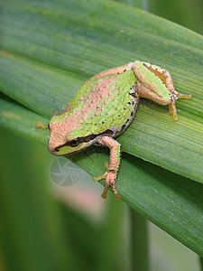 太平洋合唱青蛙动物野生动物叶子脊椎动物两栖动物雨蛙冷血树蛙荒野绿色图片