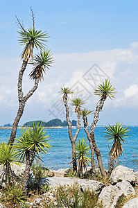 海景游客天空假期场景海洋旅行海岸晴天蓝色植物图片