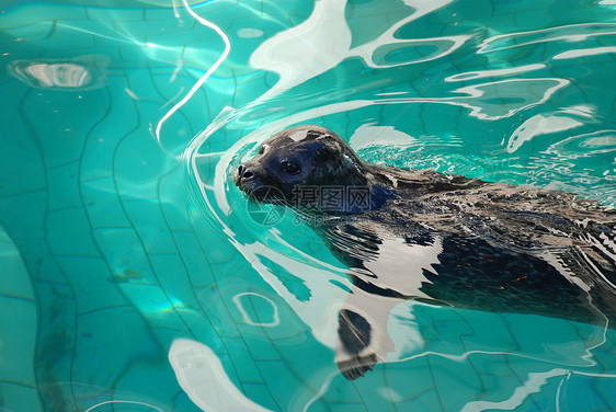 密封海豹蓝色画报斑点游泳殖民地猎人旅行旅游生物鼻子图片