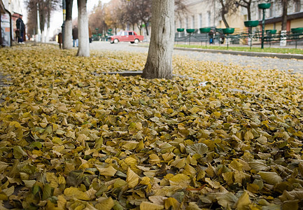 秋天的树叶晴天城市花园植物群沥青季节阳光悲伤植物黄色图片