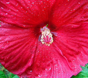雨后红花图片