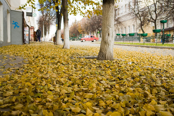 黄色的秋天树叶图片