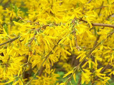 Forsythia 分支衬套生态宏观植物学植物群环境公园生长森林花朵图片