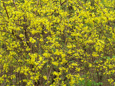 Forsythia 分支公园衬套宏观灌木分支机构植物群树叶季节花朵花园图片