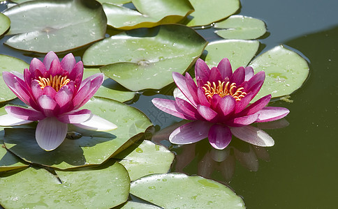 两张红百合叶子花园水生植物公园植物太阳青蛙反射睡莲池塘图片