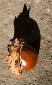栗栗子季节性植物食物棕色坚果宏观图片