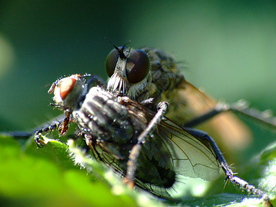 捕食者微距摄影昆虫动物宏观图片