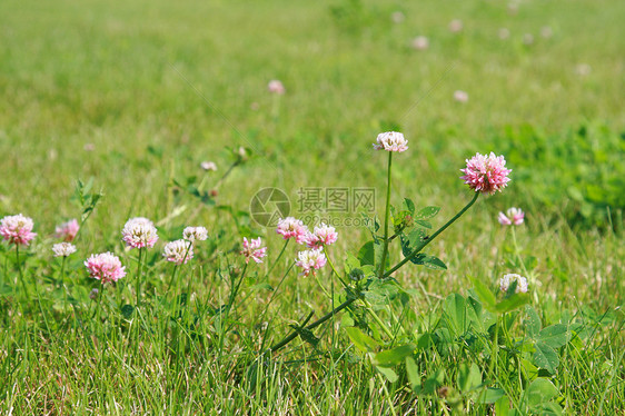 粉花花场景农村雏菊英语场地假期农田三叶草培育香味图片