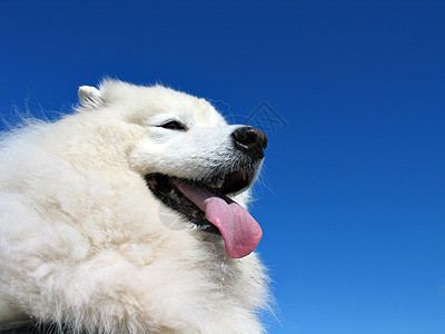 混血狗小狗天空头发气候宠物眼睛白色犬类友谊朋友图片