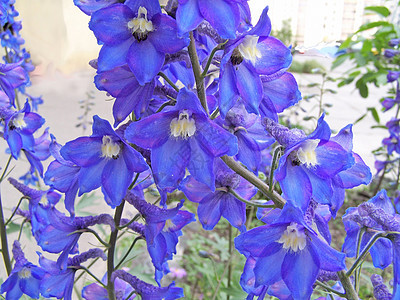 生态植物宏观花园季节季节性白色花瓣蓝色植物群图片