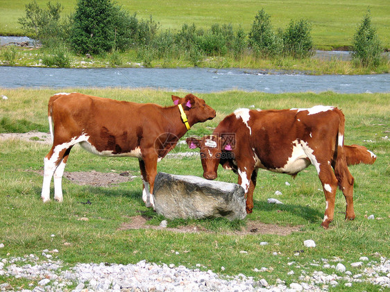 牛群在沟槽旁边的田里放牧图片