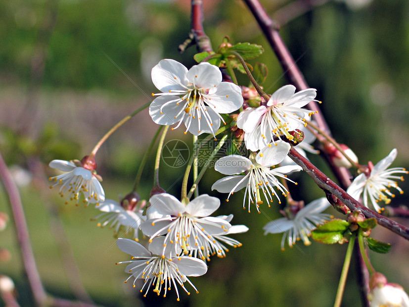春樱花花生活分支机构园艺季节花瓣叶子场景花粉生长植物图片