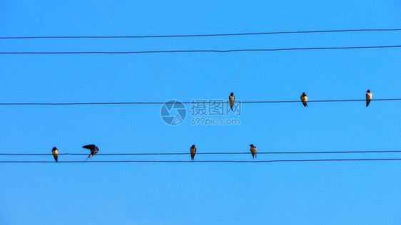 鸟在铁丝线上天空天气太阳家庭荒野动物电话金属黑色自由图片