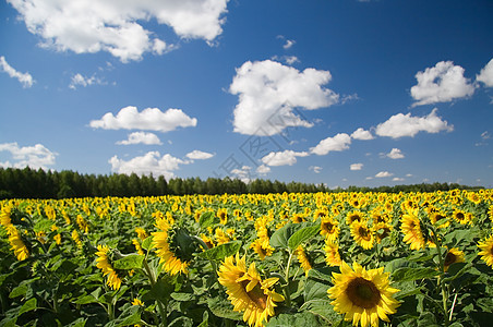 夏季风景乡村黄色太阳植物向日葵食物叶子场地蓝色绿色图片