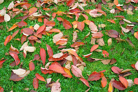 彩色叶叶背景感恩风景琥珀色静脉剪辑植物群拼贴画树木森林小径图片