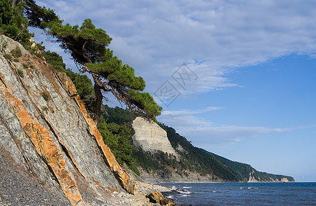 海附近的松树图片