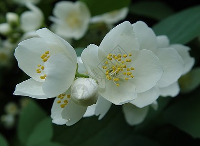 茉莉花园艺芳香香气蓝色味道工作室香味异国花瓣宏观图片