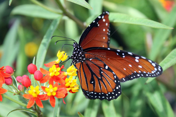 蝴蝶翅膀飞行传播昆虫花粉君主橙子图片
