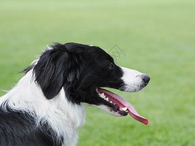 边边框collie宠物动物犬类牧羊犬黑色白色哺乳动物舌头绿色伴侣图片