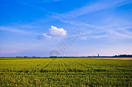 农村农村地区粮食稻草环境牧场季节小麦收成风景生长种子图片