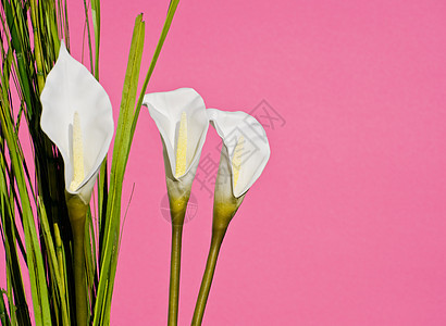 粉红背景的白百合花店植物学粉色花粉季节白色花园植物礼物花瓣图片