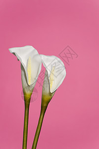 粉红背景的白百合花粉新娘花瓣稻草季节园艺庆典白色花束花店图片