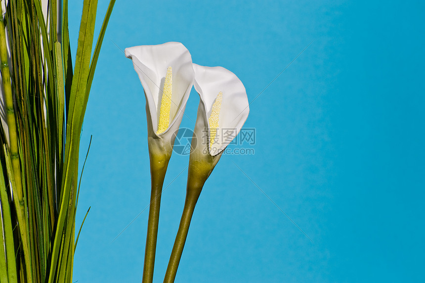 蓝色背景的白百合庆典白色花园叶子花店花束花粉花瓣季节新娘图片