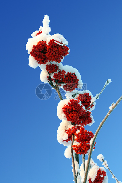 雪下的灰莓红树枝冻结季节雪花树木水果宏观分支机构花园衬套种子图片