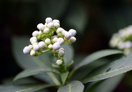 白色热带小花花图片