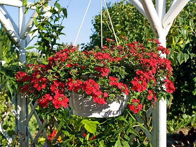 美丽的挂花盆篮子植物活力花瓣季节叶子白色园艺绿色爱好盆栽图片