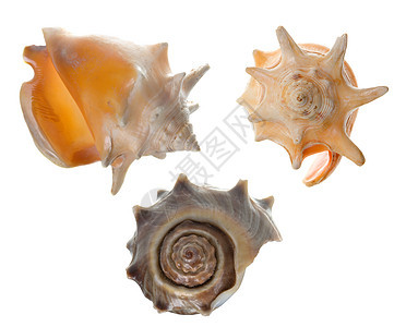 贝壳收藏螺旋海洋海岸线海滩热带图片