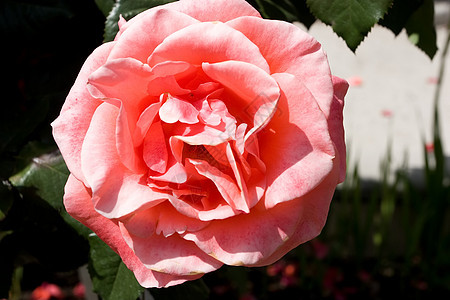 玫瑰粉色花瓣花园红色灌木花束植物背景图片