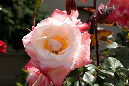 玫瑰插画玫瑰花园红色灌木花瓣花束粉色植物背景