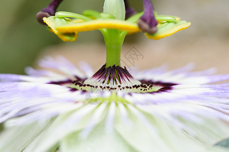 鲜花雄蕊情调登山者花瓣异国植物图片