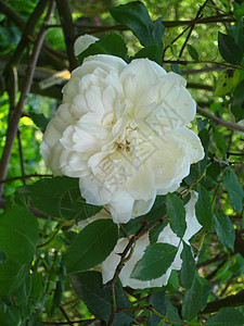 玫瑰白色植物花园图片