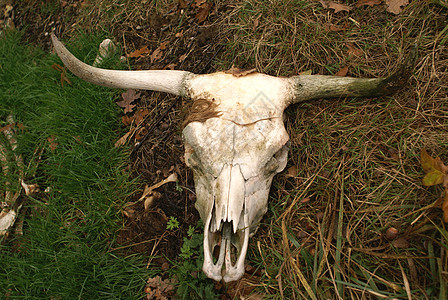 牛头骨荒野野生动物骨骼死亡牛角高地人骨头奶牛喇叭图片