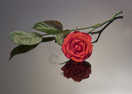 红玫瑰绿色花园红色植物群花瓣植物粉色图片