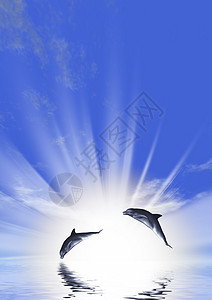 海豚和日出图片