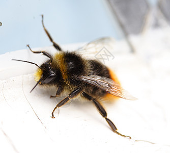 bumble 蜜蜂眼睛花园野生动物花粉昆虫翅膀图片