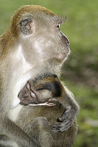 带母亲的乳毛猴子灵长类妈妈猿猴女性长尾猕猴哺乳动物动物婴儿野生动物图片
