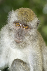 Macaque 猴子肖像图片