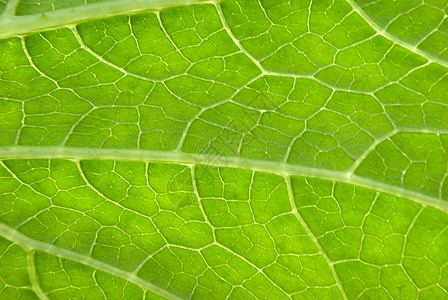 绿页背景生长波纹植物绿色网格草本植物生活花园宏观床单背景图片