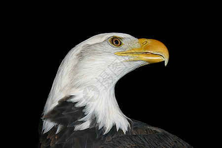 秃鹰简介鸟类动物肉食者猎人力量羽毛保护象征国家野生动物图片