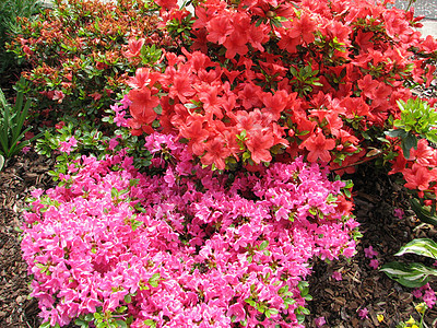 红多登花花灌木粉色植物园艺花园红色背景图片