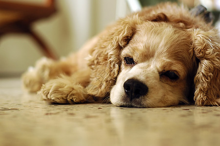 苏沉睡犬类家庭生活小憩睡眠猎犬小狗背景图片