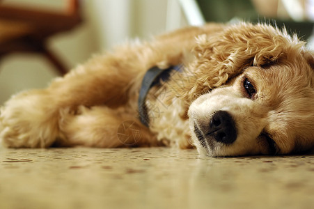 苏沉睡家庭生活小狗睡眠犬类小憩猎犬背景图片