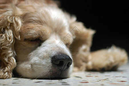 这么困闷家庭生活休息睡眠犬类图片