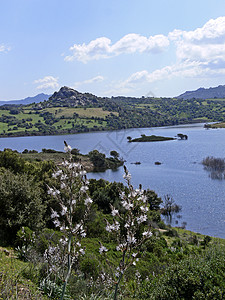 在撒丁岛湖风景山脉小腿水仙景观地景意大利人地貌水仙花图片